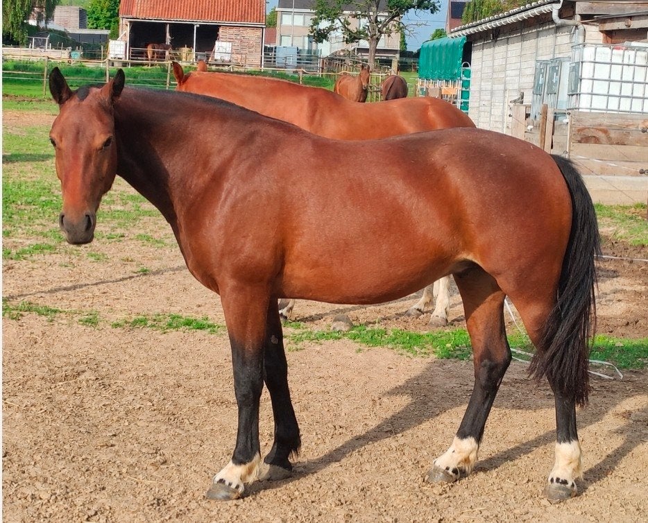 Jument Freiberger/Franches Montagnes âgée de 3,5 ans., Avec pedigree, Moins de 160 cm, Non dressé, Cheval de récréation