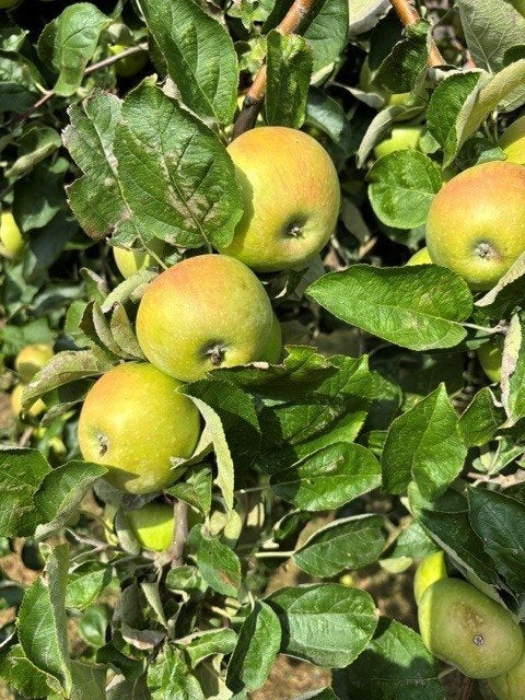 Superbes pommes Keuleman et Geulle de Mouton à tige haute, Articles professionnels, Enlèvement