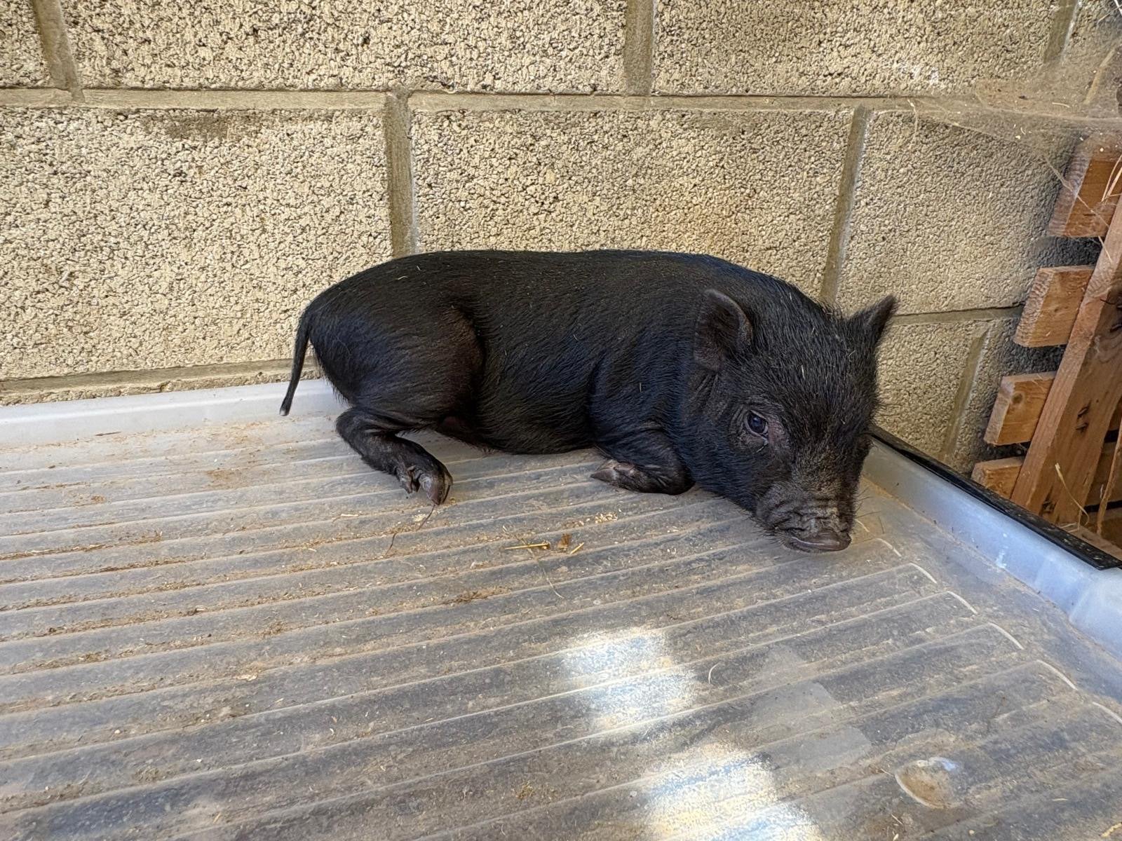 Micros cochons de compagnie, Plusieurs animaux, Porcs, 0 à 2 ans