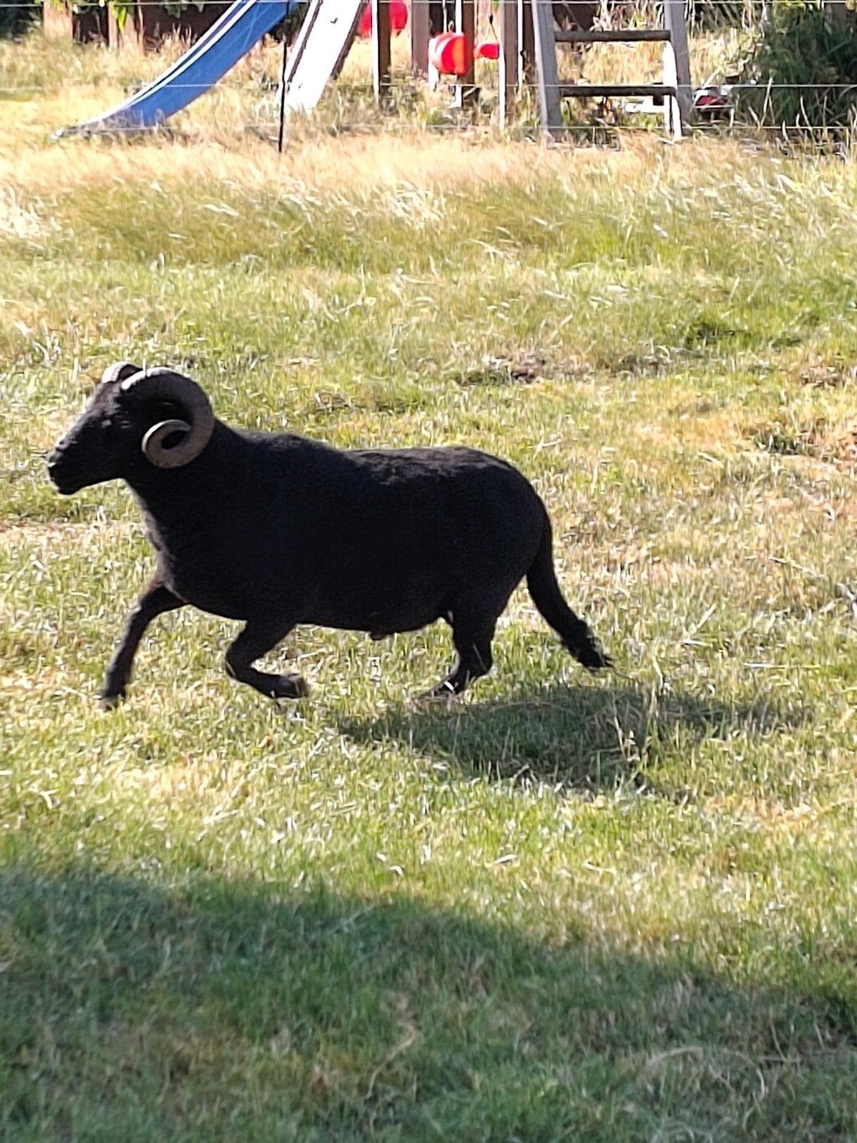 Bélier Black Welsh Mountain - 3 ans, Animaux & Accessoires, Moutons, Chèvres & Cochons, Mâle, Mouton, 3 à 5 ans