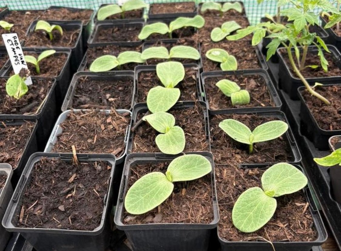 Pompoenplantjes, Tuin en Terras, Planten | Tuinplanten, Ophalen, Volle zon, Lente, Groenteplanten