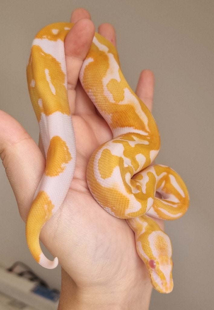 0.1 ( black head ) dreamsicle koningspython Ball Python photo 2