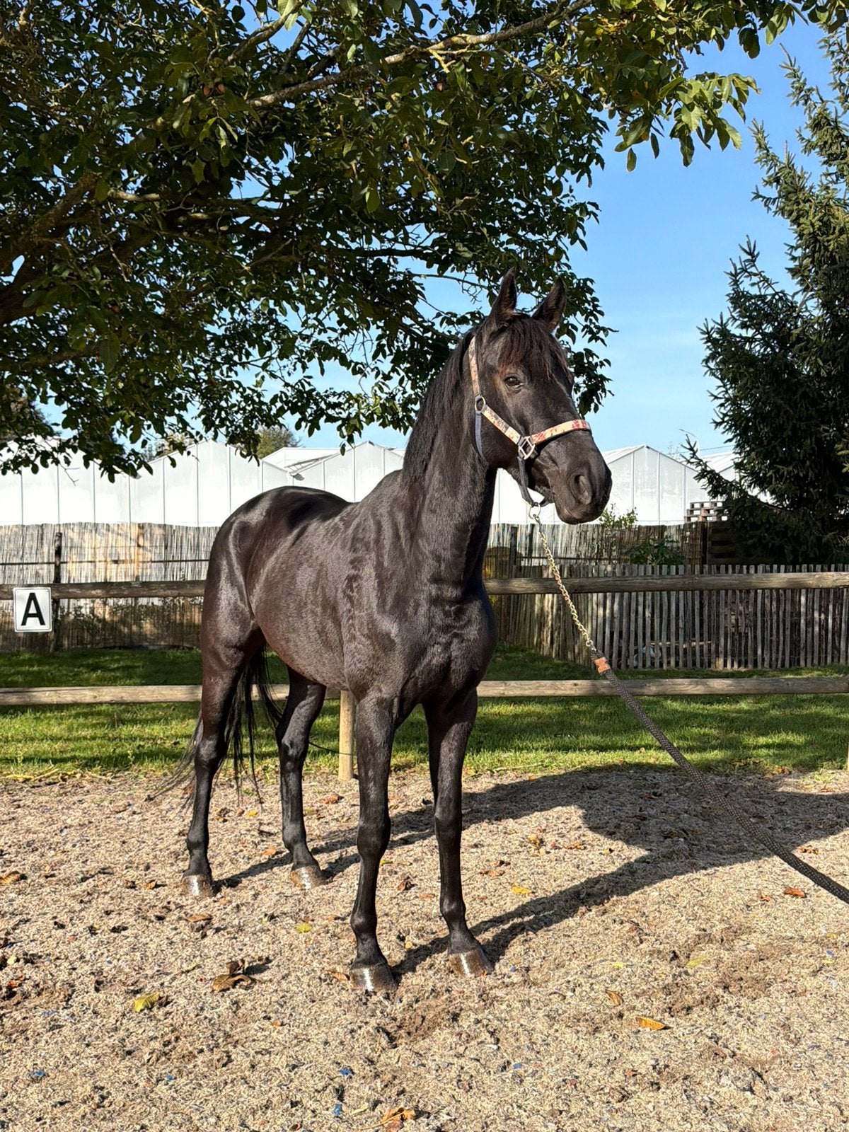 Hongre polyvalent super courageux à 5 ans, B, 165 à 170 cm, Cheval de saut, 3 à 6 ans