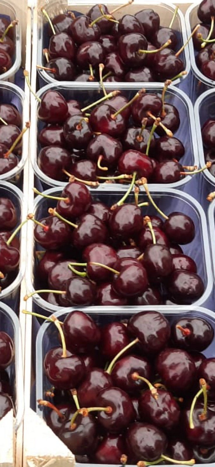 Cerises mûres, foncées, sucrées, épaisses, juteuses, Articles professionnels, Agriculture | Pommes de terre, Légumes, Fruits & Viande