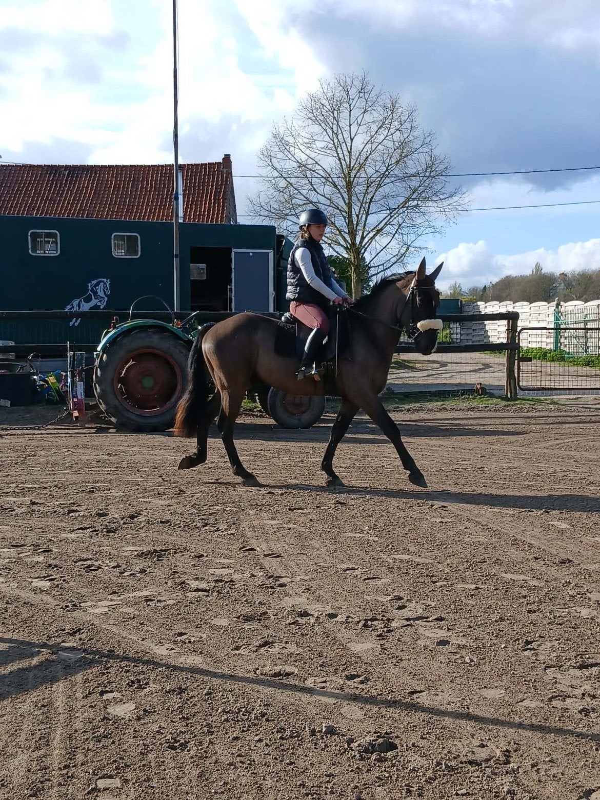 4 jarige ruin te koop, Enlèvement