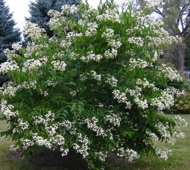 Heptacodium miconioides-7 zonenstruik of kleine boom, Tuin en Terras, Planten | Tuinplanten, Ophalen