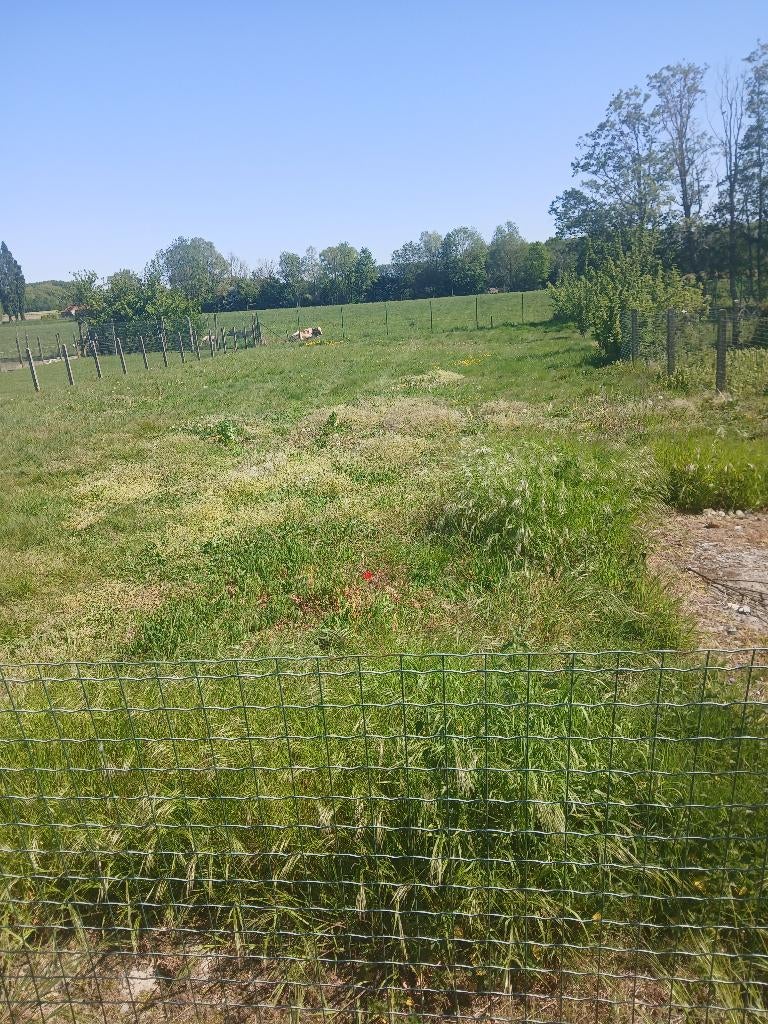 Weide te gebruiken, Dieren en Toebehoren, Stalling en Weidegang, Weidegang
