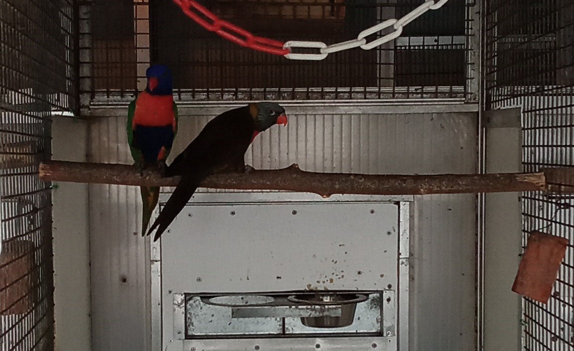 loris, Dieren en Toebehoren