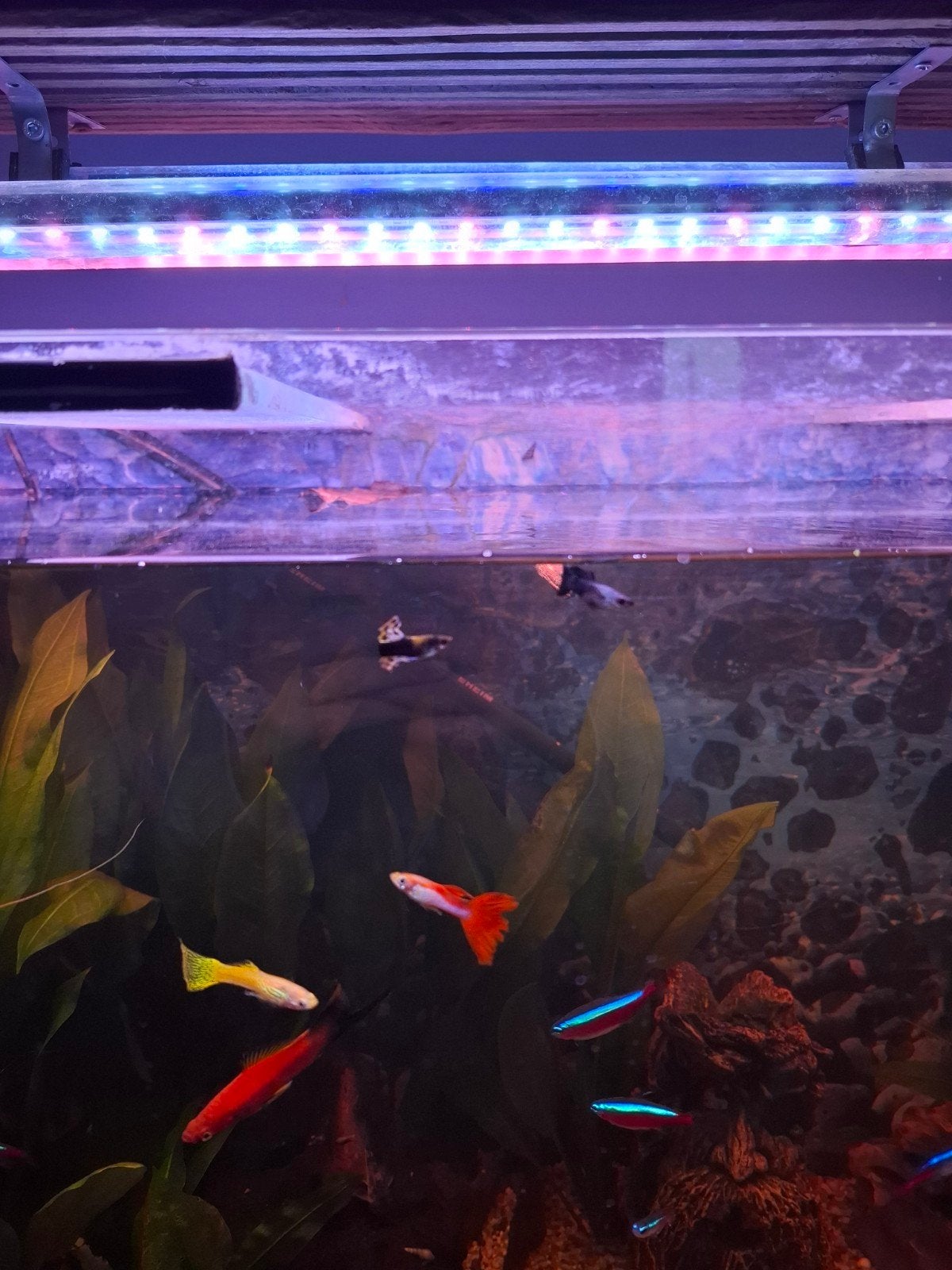 4 verschillende guppy's