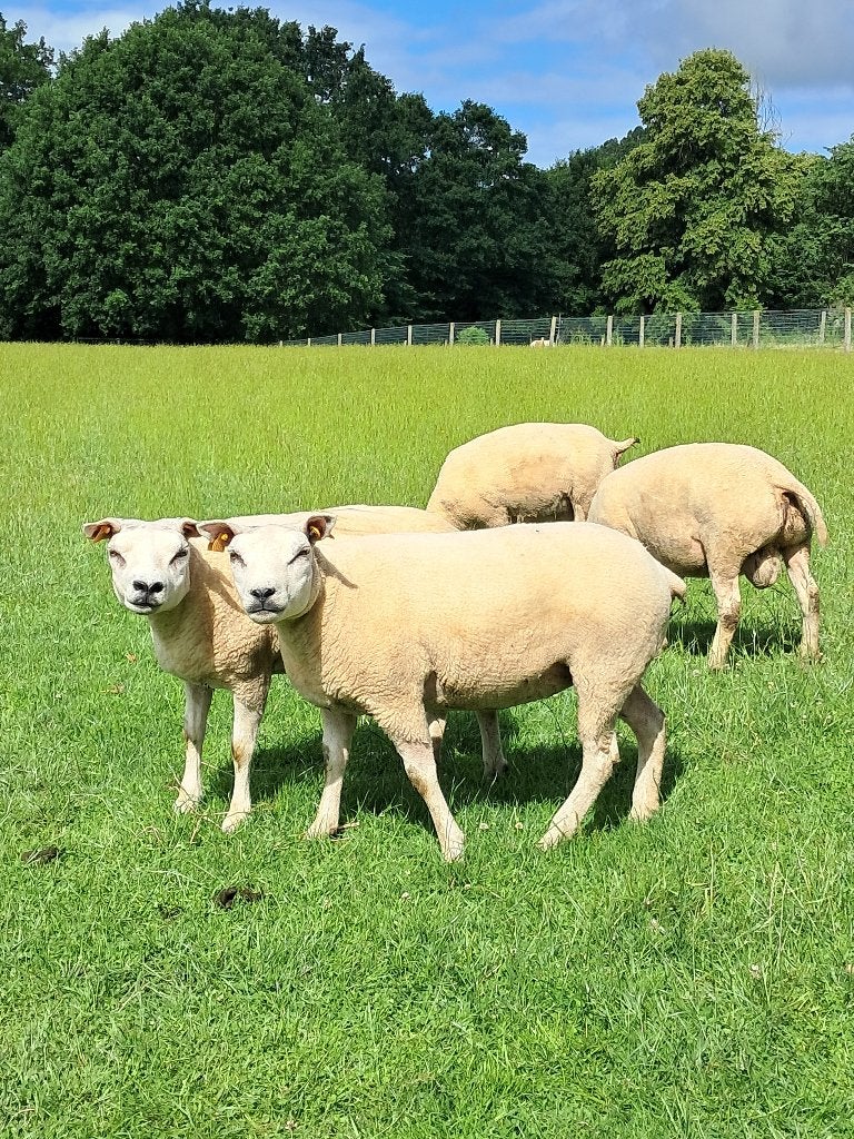 Texel jaarlingooien te koop, Dieren en Toebehoren, Schapen, Geiten en Varkens, Vrouwelijk, Schaap, 0 tot 2 jaar