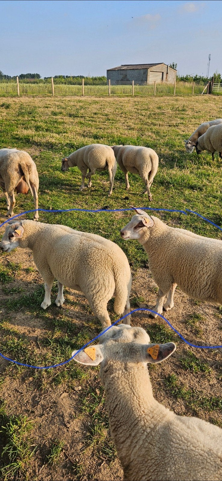 3 mooie gezonde ooien ( zie omschrijving), Dieren en Toebehoren