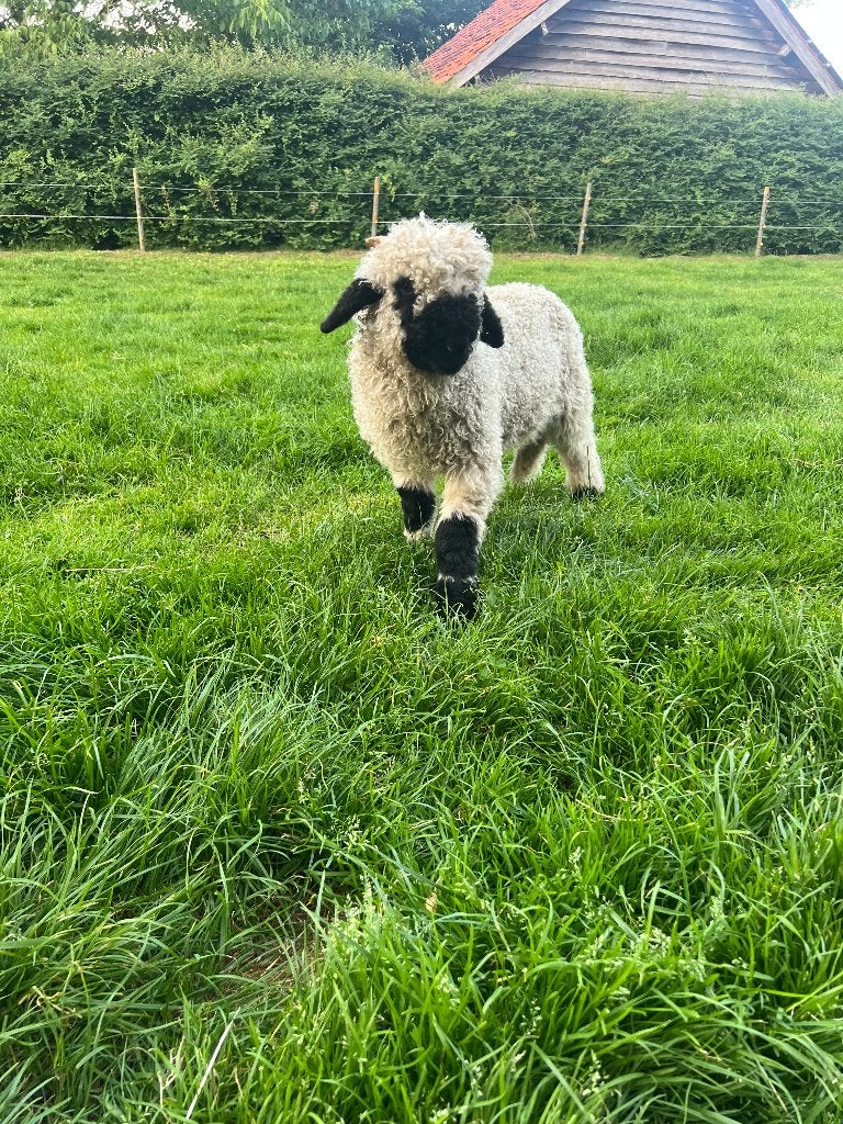 Walliser schwarznase: ram, Mannelijk, Schaap, 0 tot 2 jaar