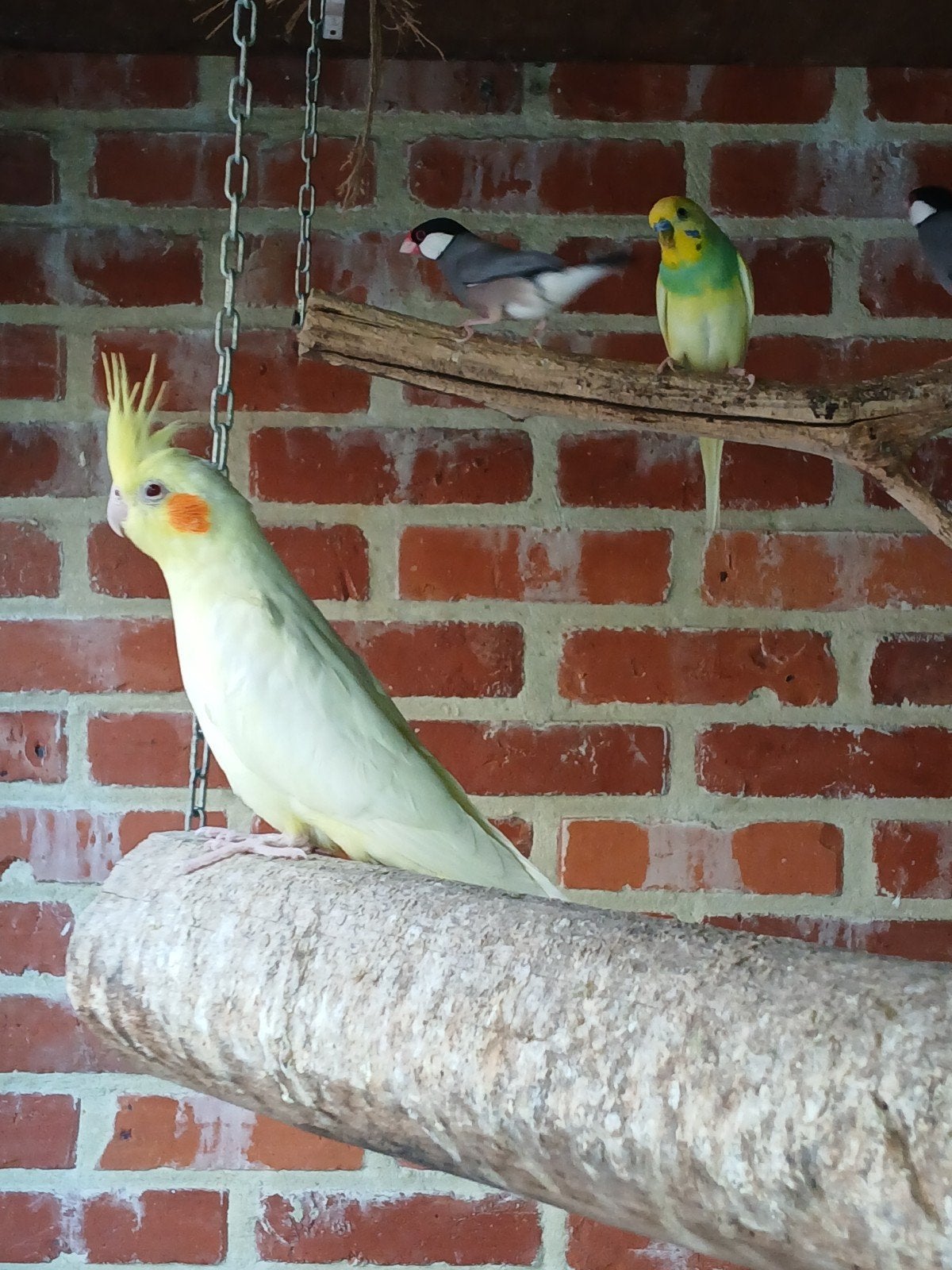 Valkparkiet, Dieren en Toebehoren, Vogels | Parkieten en Papegaaien