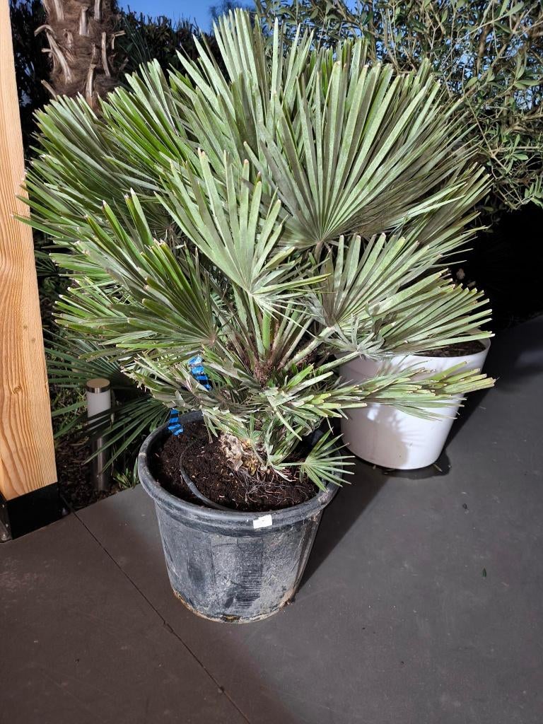 Chamaerops humilis vulcano, Tuin en Terras, Lente, 100 tot 250 cm, Palmboom, Ophalen