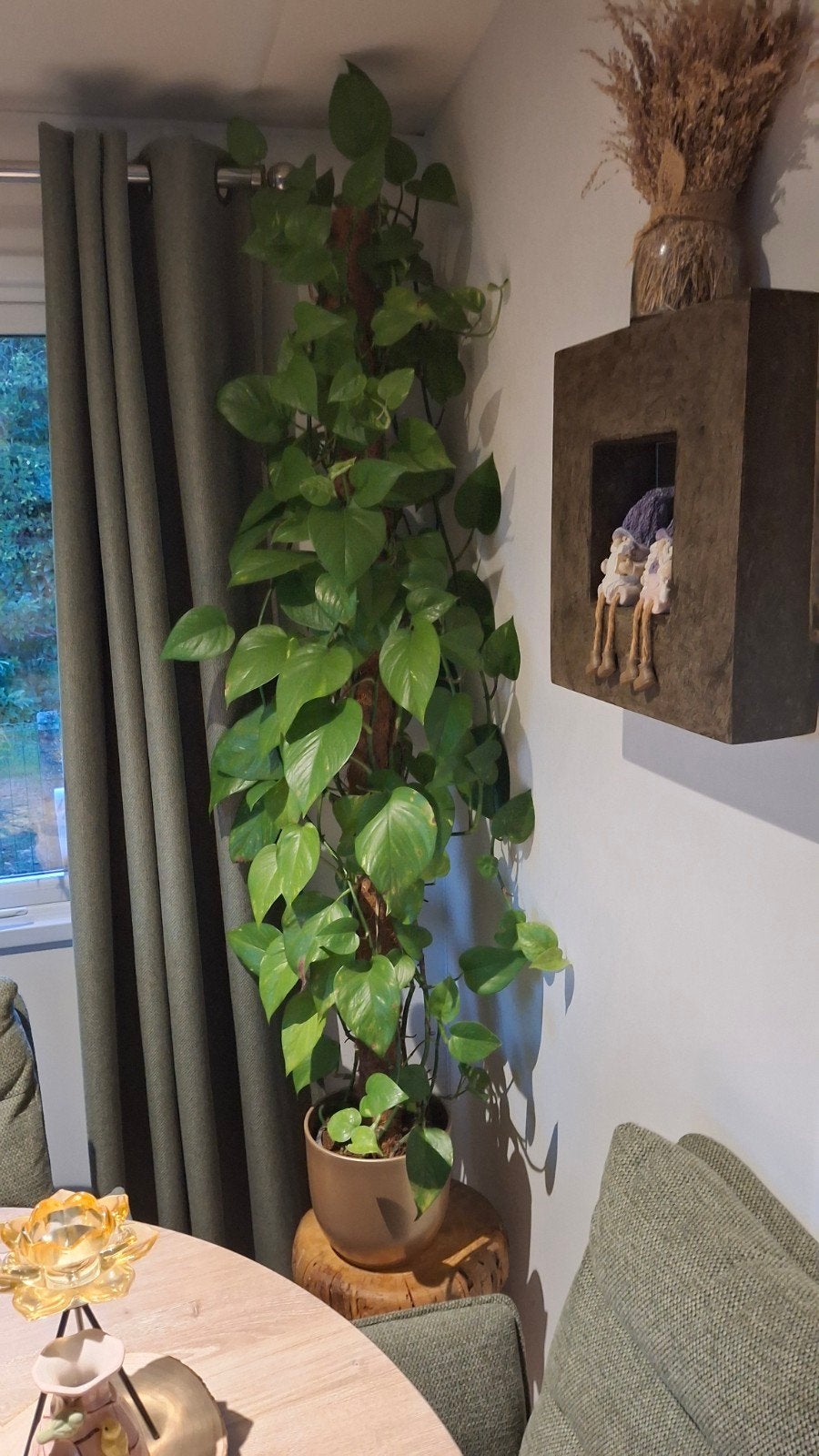 plant, Tuin en Terras, Ophalen of Verzenden