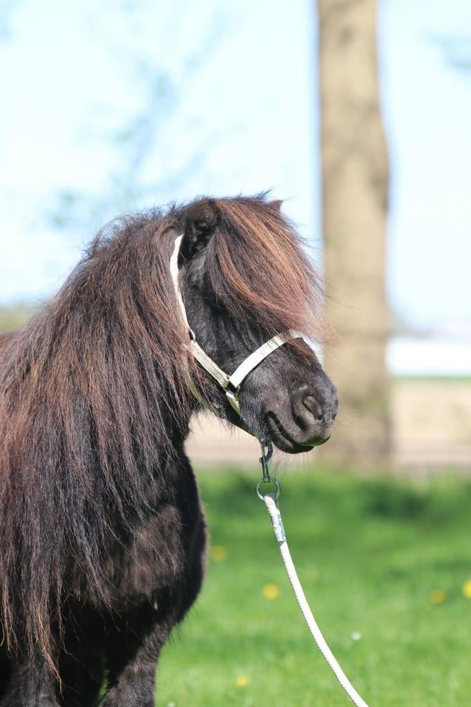 Drachtige Shetland stamboek merrie, Dieren en Toebehoren, Pony's, Merrie, 11 jaar of ouder, Met stamboom, Gechipt