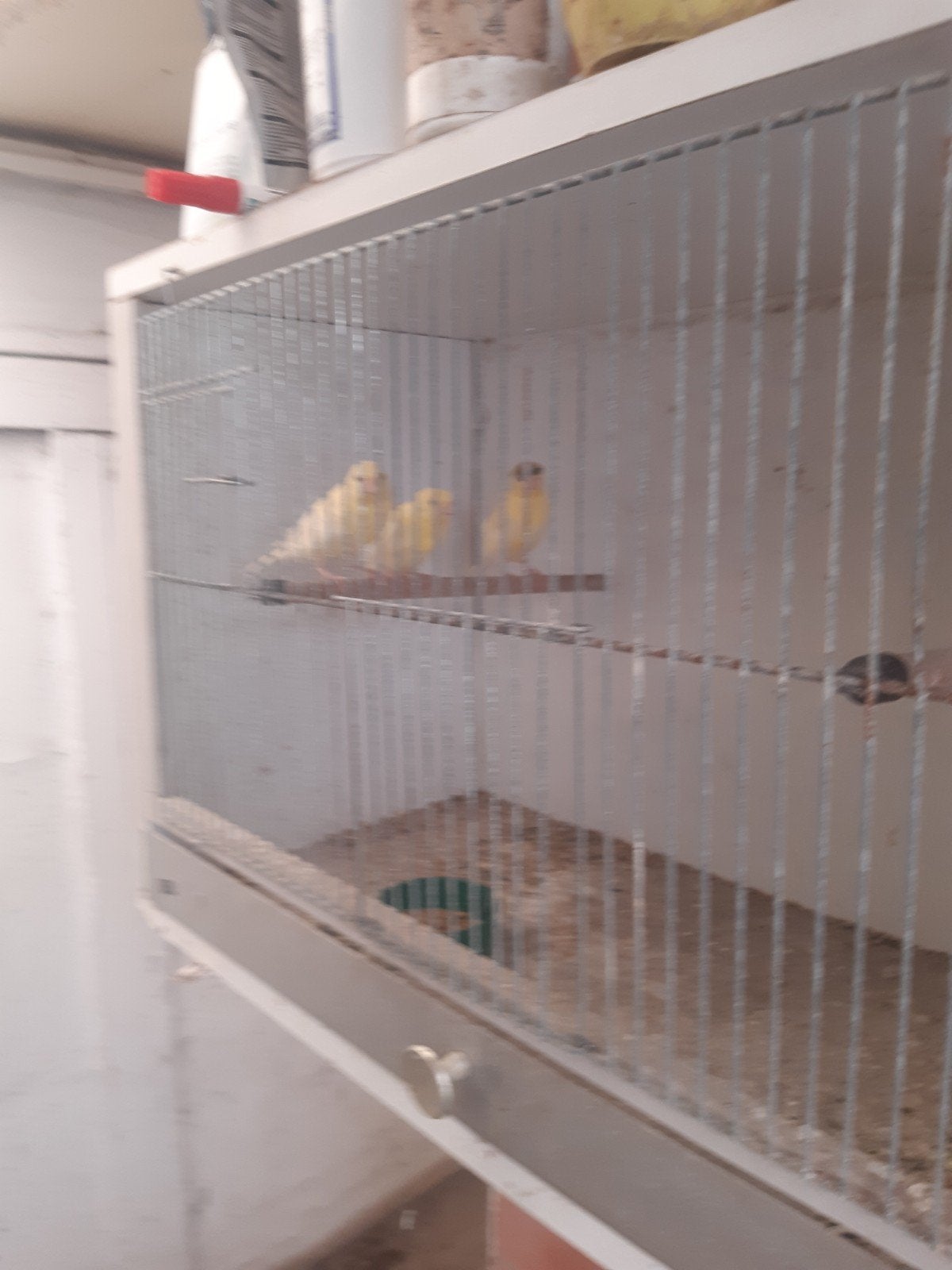Kanaries´, Dieren en Toebehoren, Vogels | Kanaries