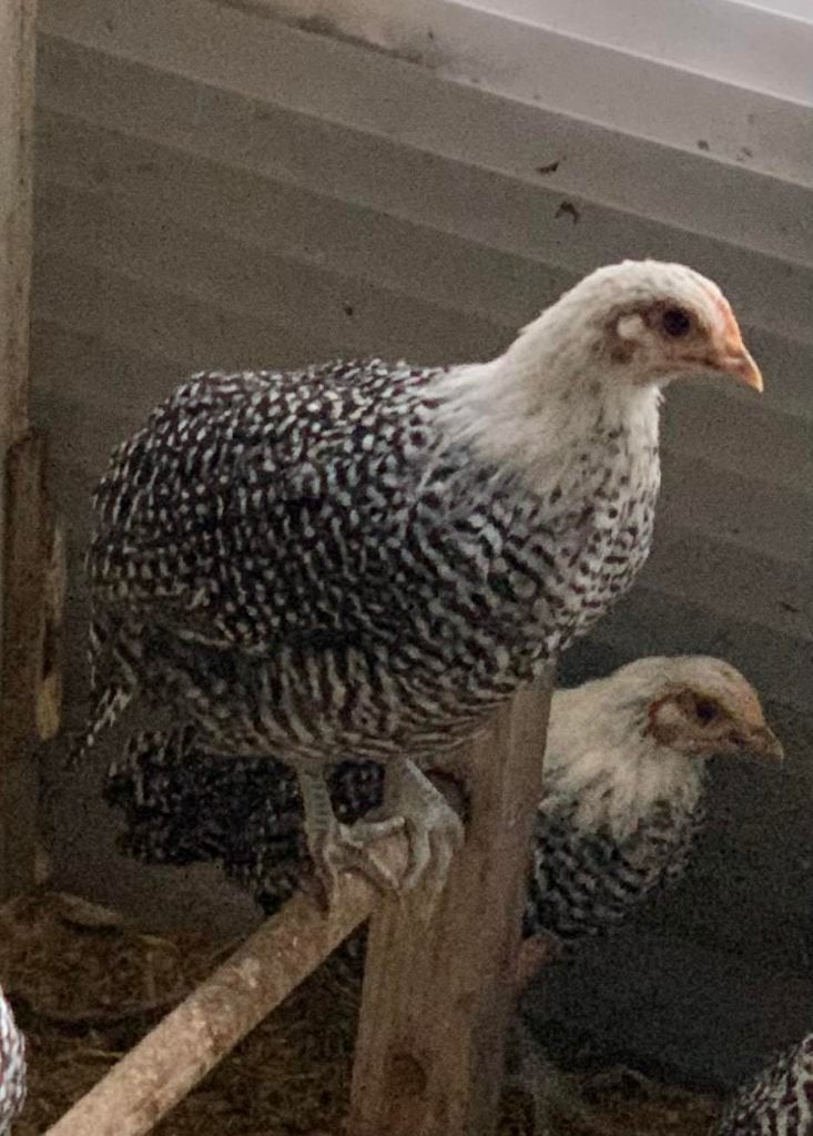 hennen zilverbrakel, Dieren en Toebehoren, Pluimvee, Vrouwelijk, Kip