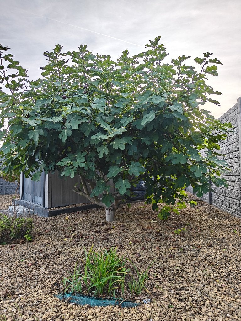 Vijgenboom, Tuin en Terras, Ophalen, Lente, Volle zon, Vijgenboom