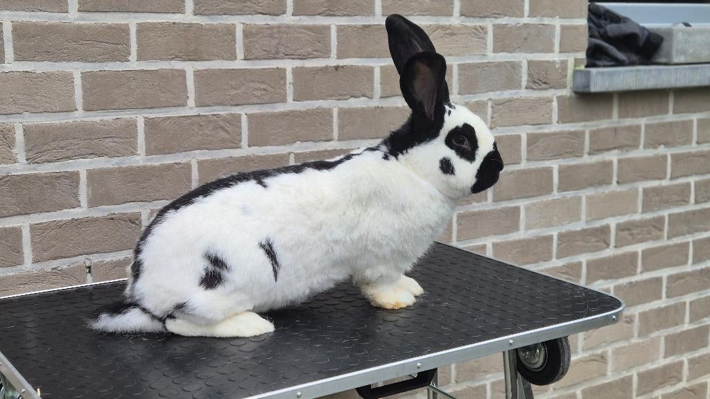Lotharinger reuzevlinder koppel, Dieren en Toebehoren, Konijnen, Meerdere dieren, Groot