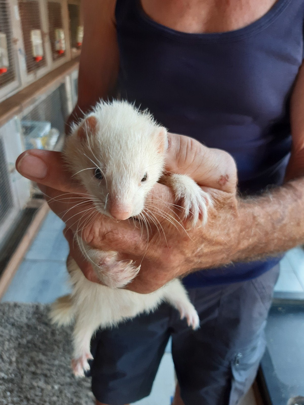 Een wit fretje met zwarte oogjes, Dieren en Toebehoren, April, Vrouwelijk
