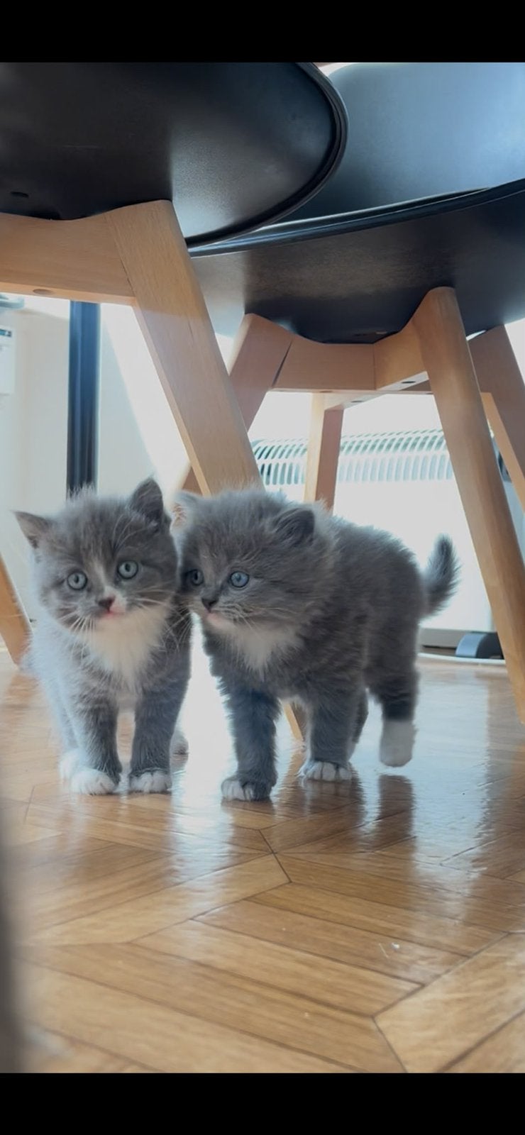 Britse korthaar + kittens, Animaux & Accessoires, Accessoires pour chats, Enlèvement