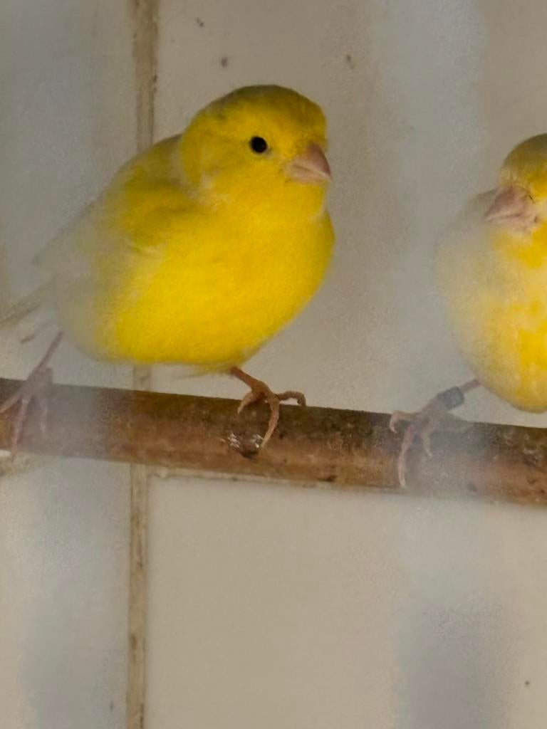 Kanaries, Dieren en Toebehoren, Vogels | Kanaries