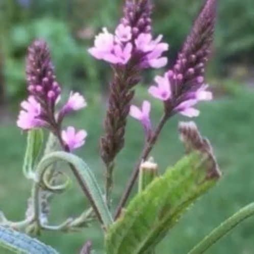 Verbena hastata zaailingen, Autres espèces, Plein soleil, Été, Enlèvement