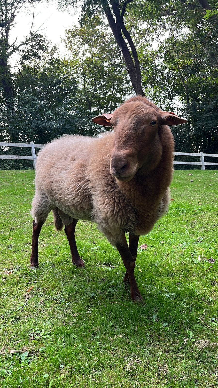 Ardense Voskop Ram (stamboek)