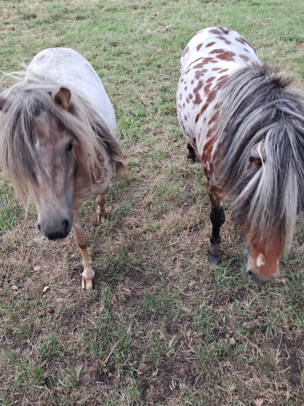 mini pony's appaloosa, Dieren en Toebehoren, Pony's, Meerdere dieren, Met stamboom