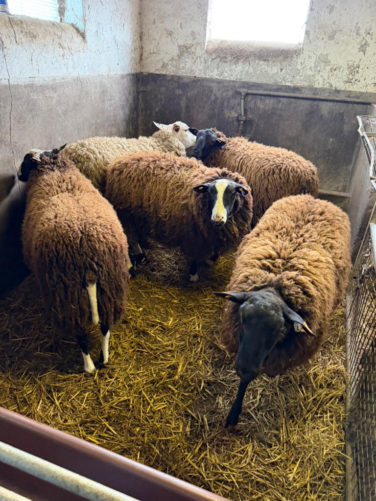 Bokken offerfeest, Mannelijk, Schaap, 0 tot 2 jaar