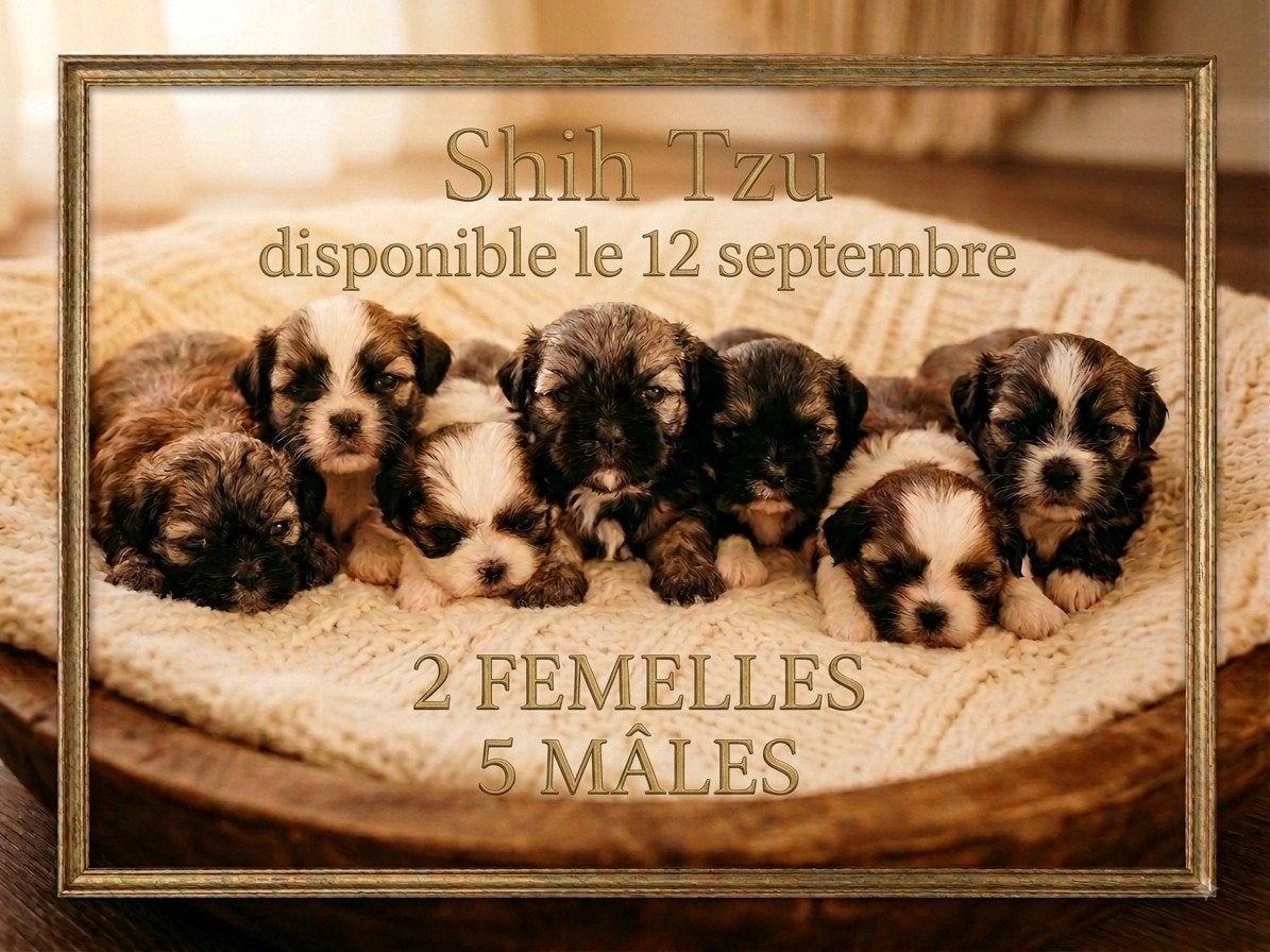animaux