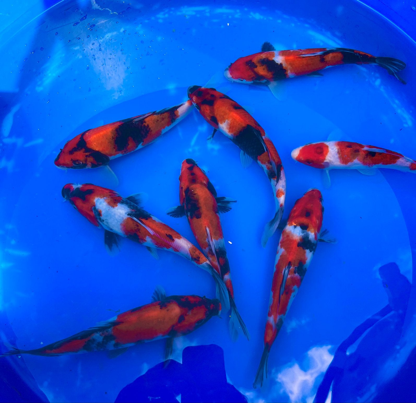 Prachtige Jaoanse Tosai: Doitsu Sanke, Showa en Kohaku, Dieren en Toebehoren, Karper of Koi