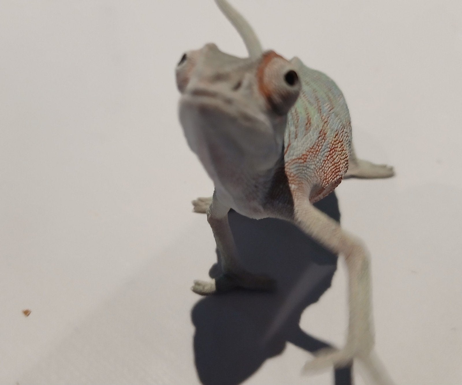 Furcifer pardalis kameleon, Dieren en Toebehoren