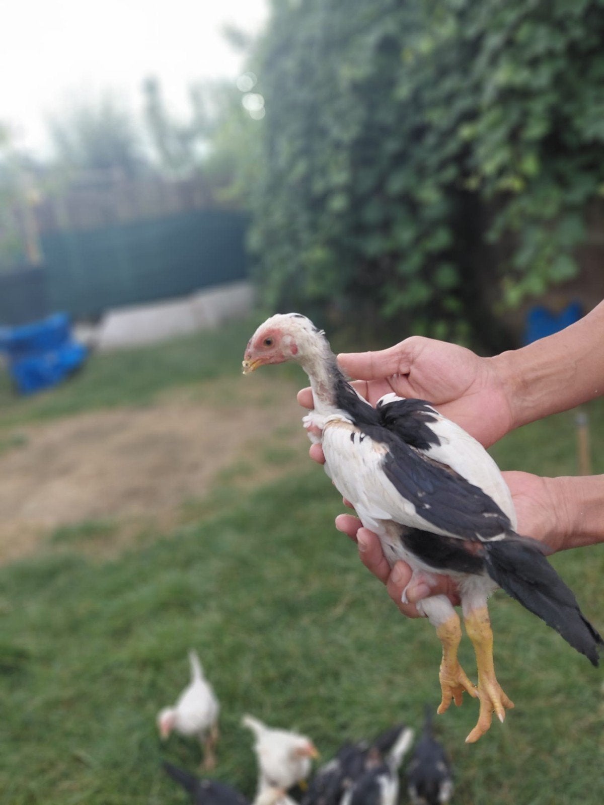 Shamo-meiden, Dieren en Toebehoren, Pluimvee, Overige soorten