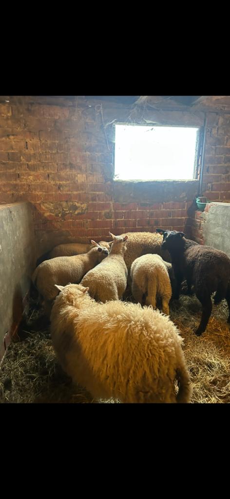 ❗️De laatste 5 stuks❗️ 7 maand tot 8 maand, Dieren en Toebehoren, Schapen, Geiten en Varkens, Schaap