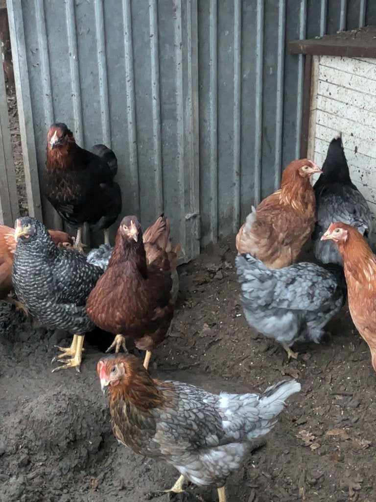 bleu de lande legkippen, Dieren en Toebehoren