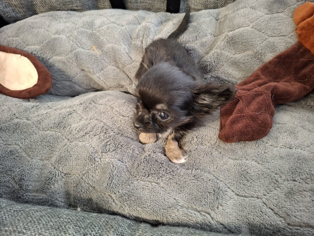Chihuahua pup