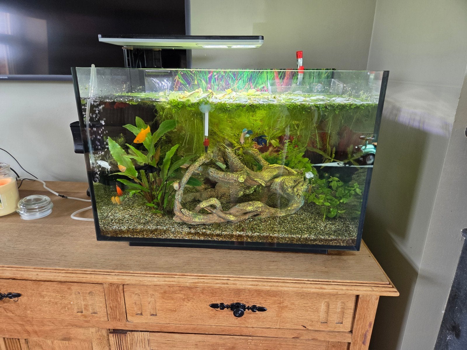 Aquarium Superfish 70 L, Animaux & Accessoires, Enlèvement, Comme neuf, Superfish