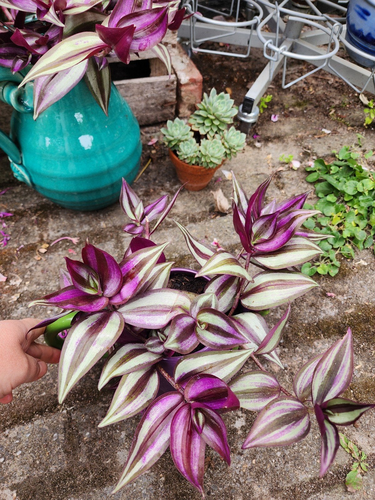 Tradescantia zebrina, Enlèvement, Ficus