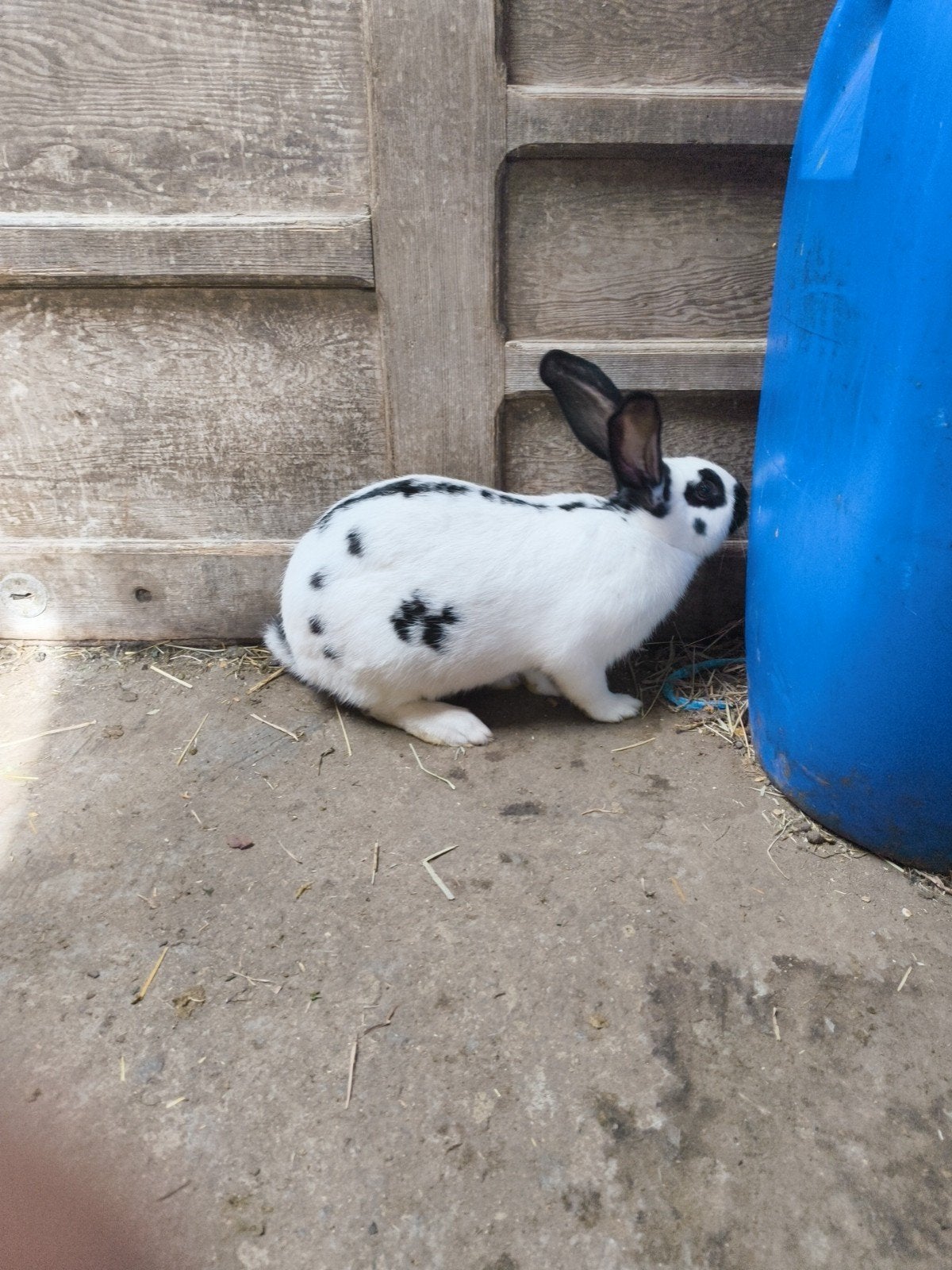 reuze vlinder konijn (4 maand), Animaux & Accessoires, Rongeurs & Lapins | Cages & Clapiers, Enlèvement, Autres types, Lapin