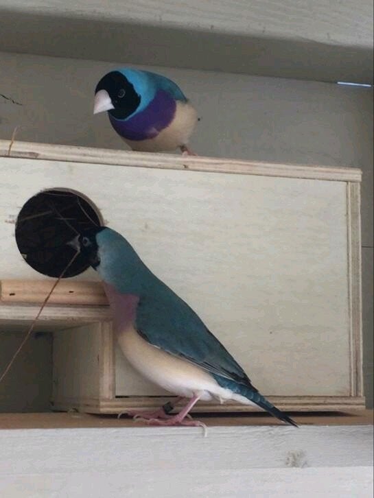 Je recherche un mâle Diamant de Gould !, Mâle