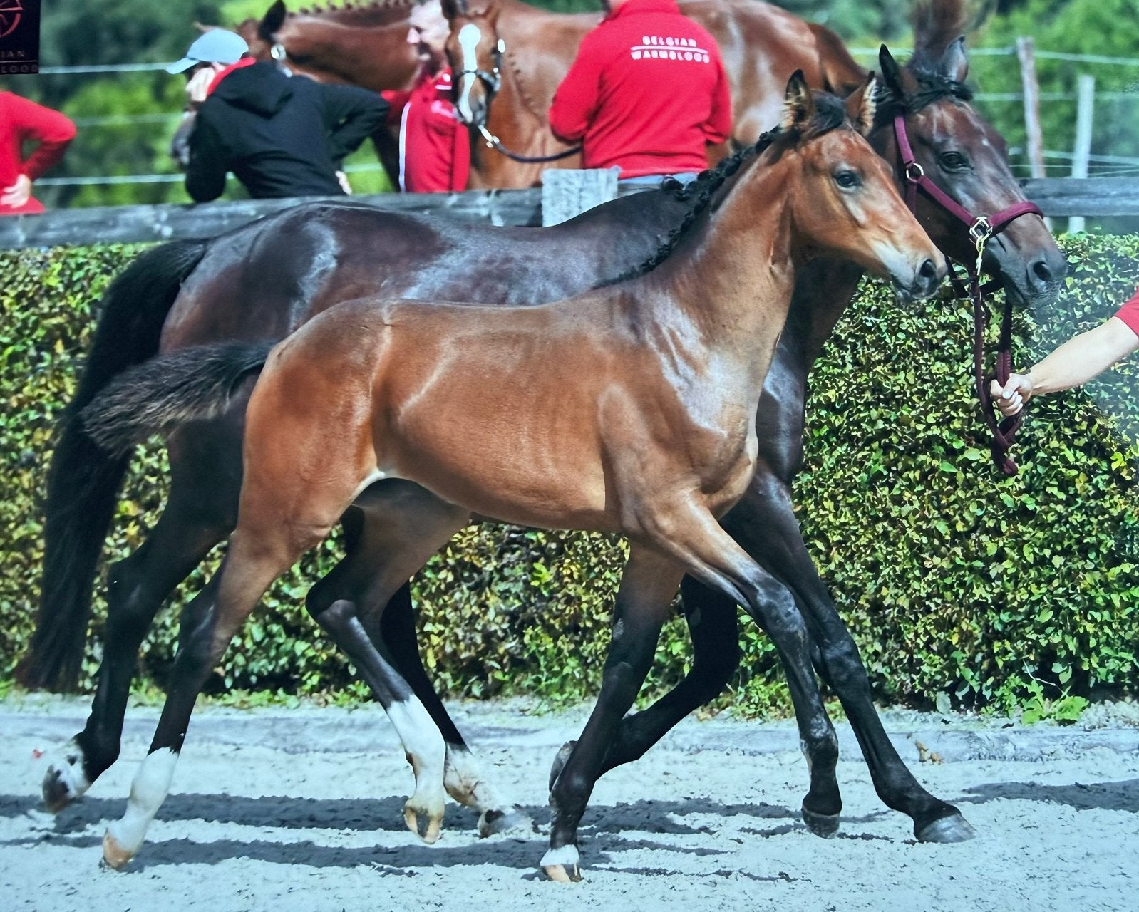 Chique merrieveulen te koop, Dieren en Toebehoren, Paarden, Merrie