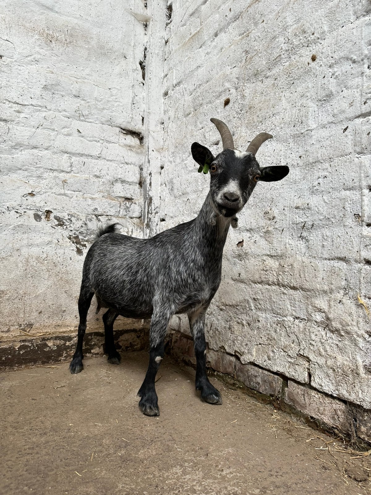 Drachtige blauwe geit, Dieren en Toebehoren, Geit