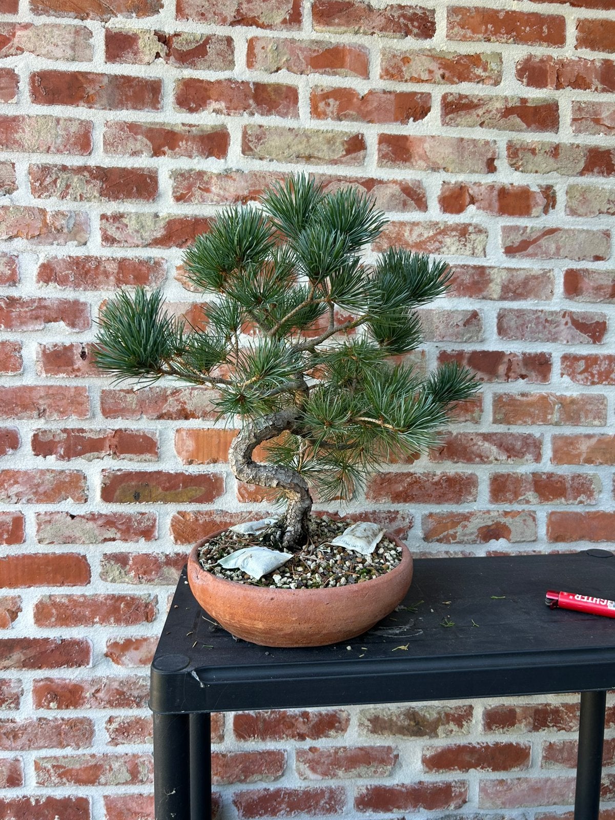 Bonsai pinus, Tuin en Terras, Ophalen