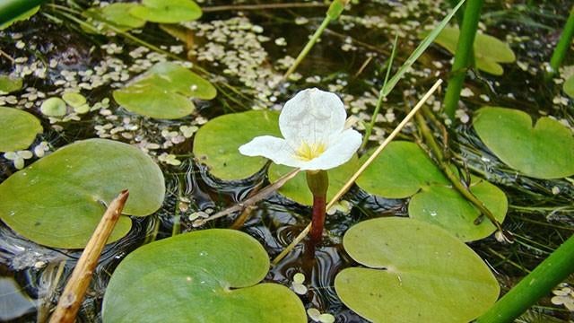 Waterplant kikkerbeet ,drijfplantje met kleine bladeren, Ophalen