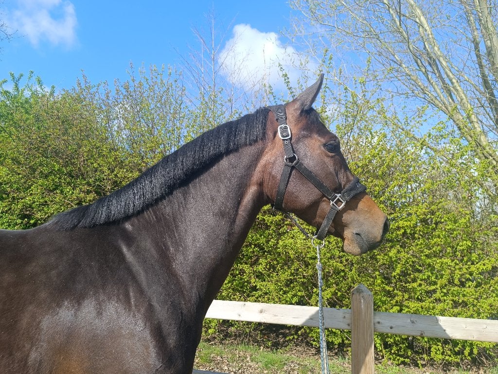 Chique 5-jarige merrie, Dieren en Toebehoren, Paarden, Merrie, Zadelmak, 160 tot 165 cm, 3 tot 6 jaar, Springpaard, Met stamboom
