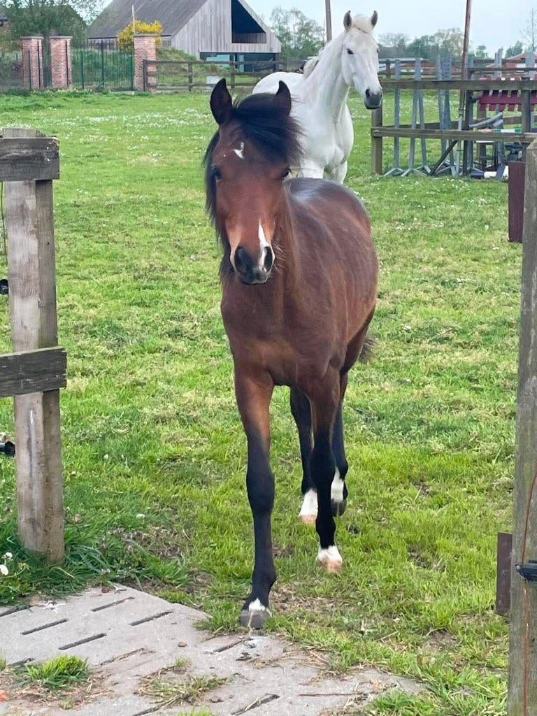 Knappe Welsh jaarling met sportieve afkomst, Dieren en Toebehoren, Met stamboom, 0 tot 2 jaar, Hengst, Onbeleerd
