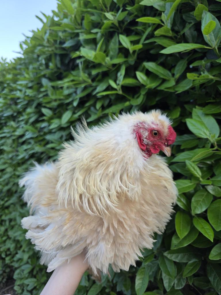 Krulveer zijdehoen haan, Dieren en Toebehoren, Pluimvee, Mannelijk