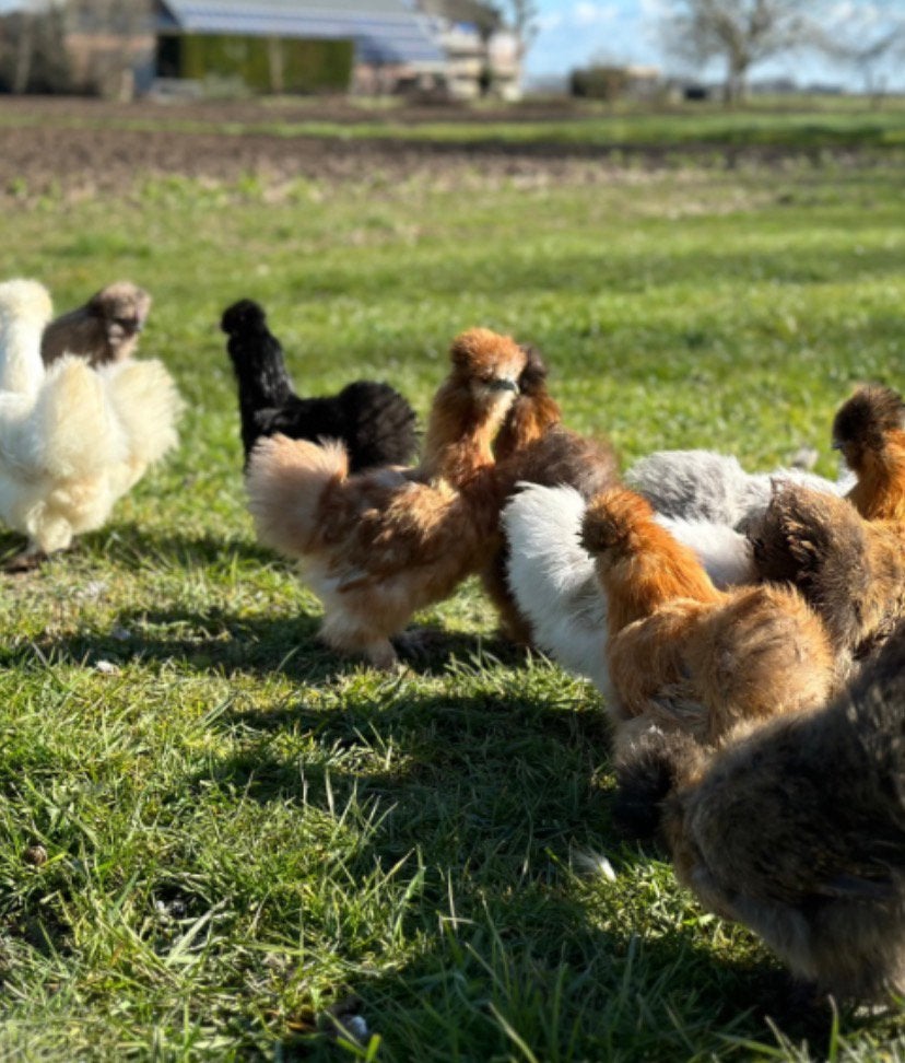 Zijdehoentjes, Dieren en Toebehoren, Vrouwelijk, Kip